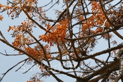 Firmiana colorata